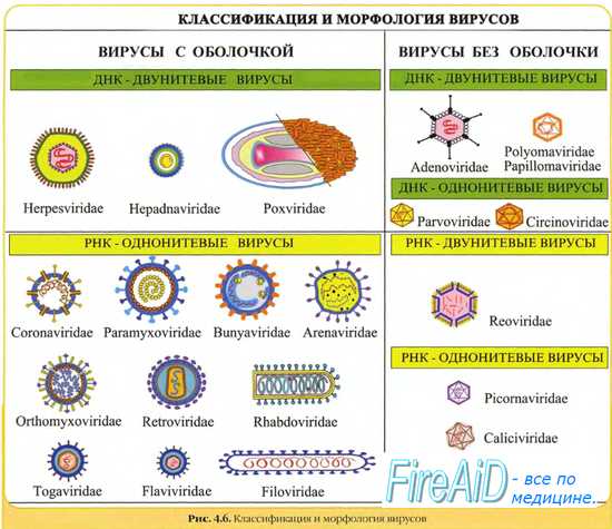 Классификация микроорганизмов. Принципы классификации микроорганизмов. Систематика микроорганизмов.