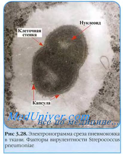  (Streptococcus pneumoniae)