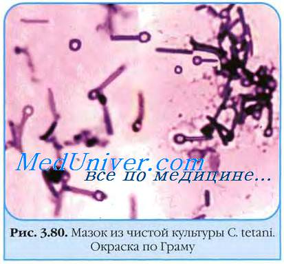 Бактерии рода Enterococcus. Бактерии рода Proteus