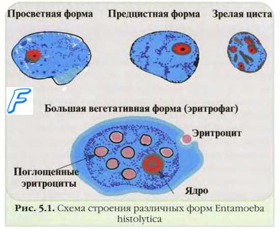 Систематика простейших. Принципы классификации простейших. Тип Sarcomastigophora. Тип Ciliophora. Тип Apicomplexa.