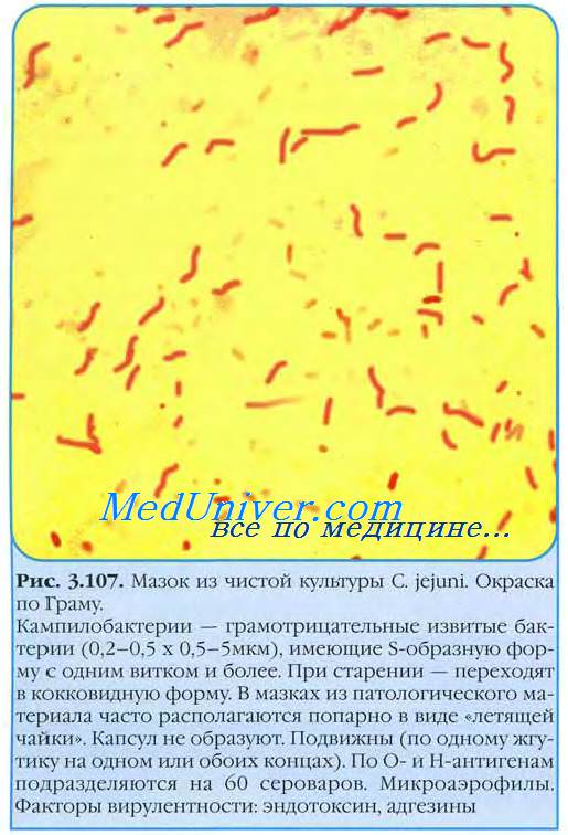 Бактерии группы campylobacter jejuni. Тонкокишеченые кампилобактеры. Кампилобактериозы. Свойства кампилобактер