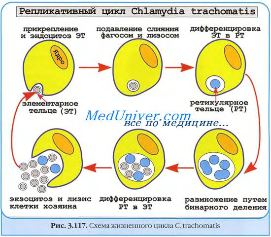 Факторы патогенности хламидий. Патогенез поражений при хламидиозе. Патогенез хламидиоза. Антигены хламидий