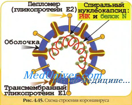 Антигены коронавирусов. Патогенез, клиника поражений коронавирусов. Диагностика, лечение коронавирусов.