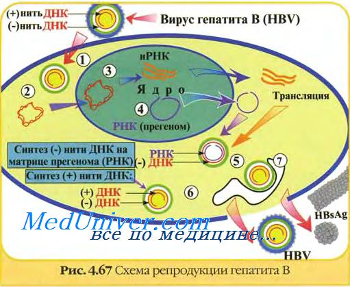 Антигены вируса гепатита В. HBsAg. HBcAg. HBeAg. HBxAg