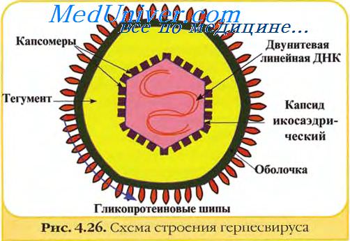 Вирус герпеса 3 типа. Вирус Varicella-Zoster. Эпидемиология, патогенез ветряной оспы и опоясывающего лишая