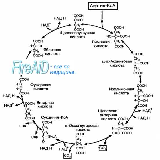 Путь Энтнера-Дудорова у бактерий. Цикл Кребса. Цикл трикарбоновых кислот у бактерий.