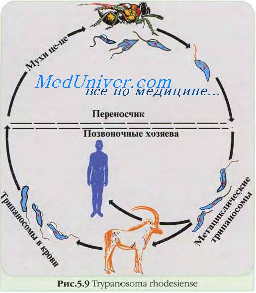 Эпидемиология трипаносомозов. Жизненный цикл трипаносомозов. Клиника трипаносомозов
