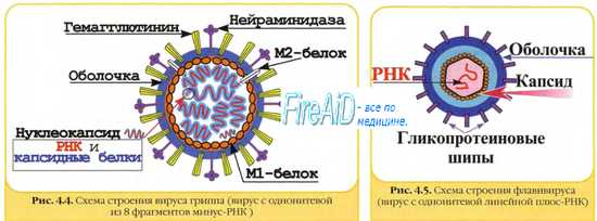 Нуклеотидные аналоги широкого спектра противовирусного действия. Рибавирин. Ингибиторы вирусных протеаз