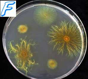Величина рН необходимая для роста бактерий. Пигменты бактерий. Виды пигментов. Функции пигментов бактерий.