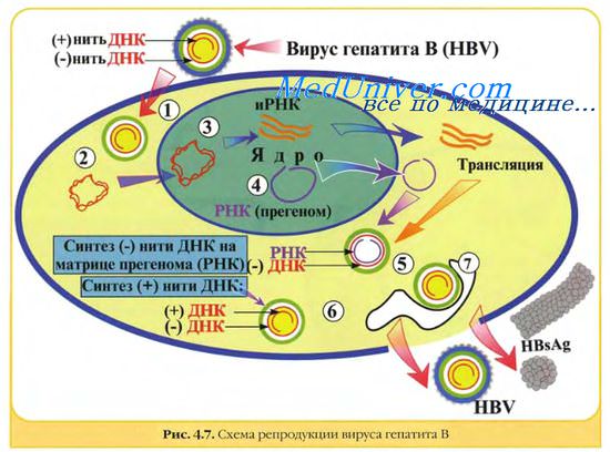 репликация вируса гепатита В