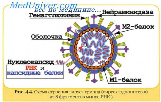 строение вируса гриппа