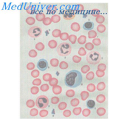лимфоциты крови