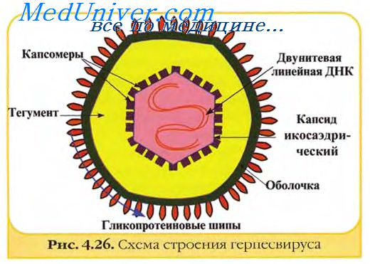 иммуноглобулин и вирусы