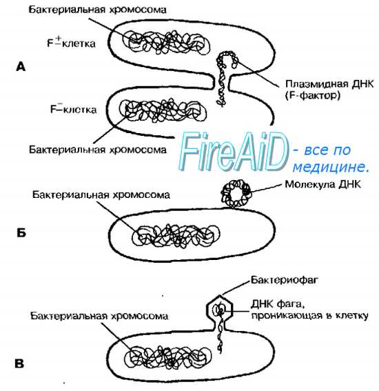Перенос бактериальной ДНК. Конъюгация бактерий. F-фактор бактерии.
