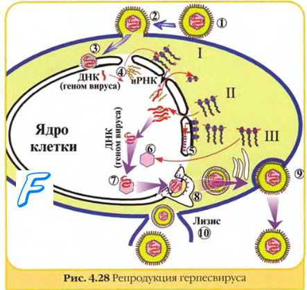 Репродукция герпесвирусов. Репликативный цикл герпесвирусов. Поксвирусы. Репродукция поксвирусов