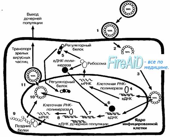 Репродукция герпесвирусов. Репликативный цикл герпесвирусов. Поксвирусы. Репродукция поксвирусов