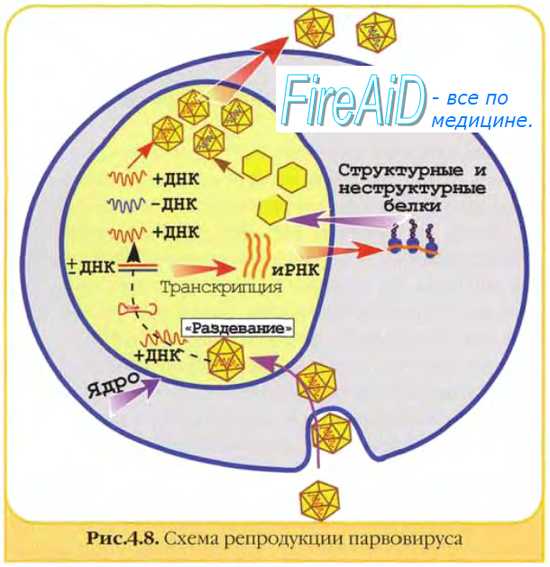 Репродукция ДНК-вирусов. Репликативный цикл ДНК-содержащих вирусов. Репродукция паповавирусов. Репродукция аденовирусов.