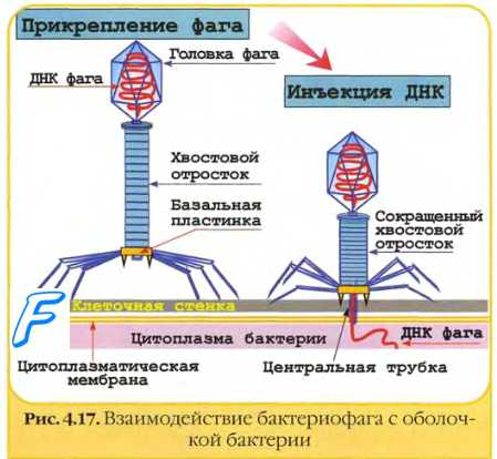 Размножение бактериофагов. Адсорбция бактериофага. Инъекция фага. Репродукция бактериофага. Выход дочерних популяций бактериофага