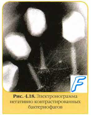 Головка Т-фагов ( бактериофагов ). Хвост Т-фагов ( бактериофагов )