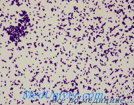 Эпидермальный стафилококк. Staphylococcus epidermidis. Факторы патогенности эпидермального стафилококка