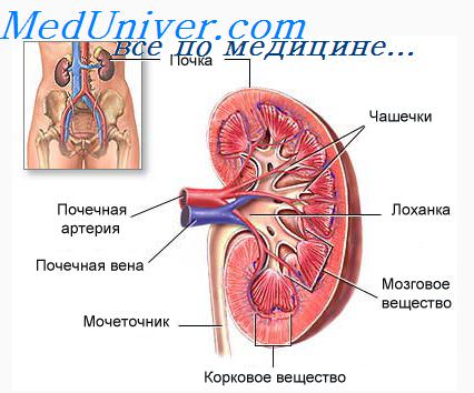 http://meduniver.com/Medical/Neotlogka/Img/785.jpg