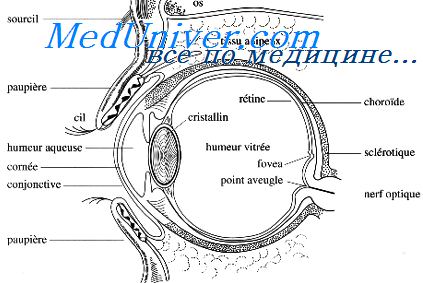 Что такое синдром глазодвигательных нарушений thumbnail