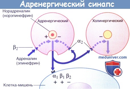 Адренергический синапс