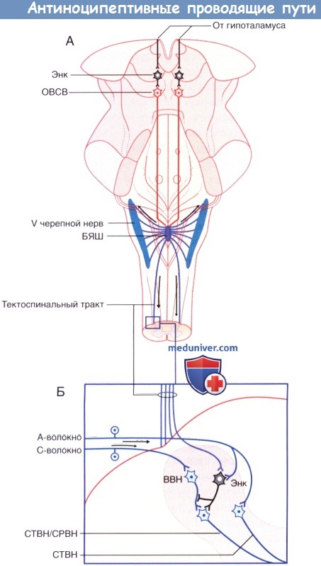Антиноцицептивная система