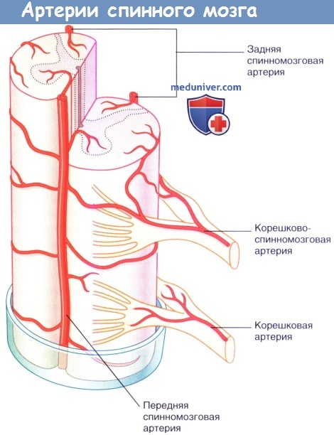 Артерии спинного мозга
