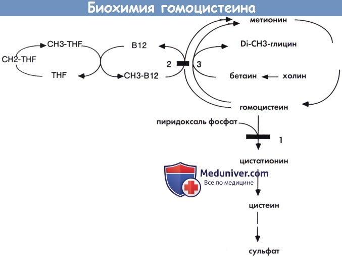 Гомоцистеин биохимия. Метаболизм гомоцистеина схема. Превращение гомоцистеина в метионин. Метаболизм метионина гомоцистеин. Биохимия цикл гомоцистеина.