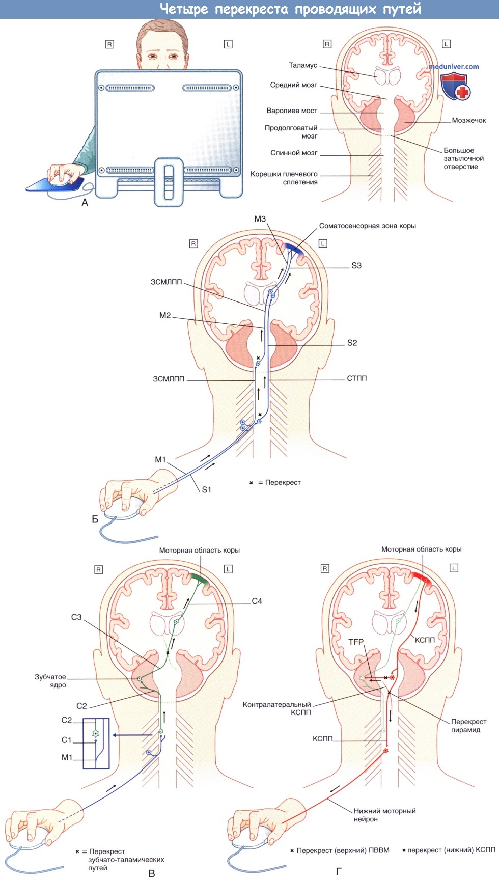 Четыре перекреста проводящих путей ствола мозга