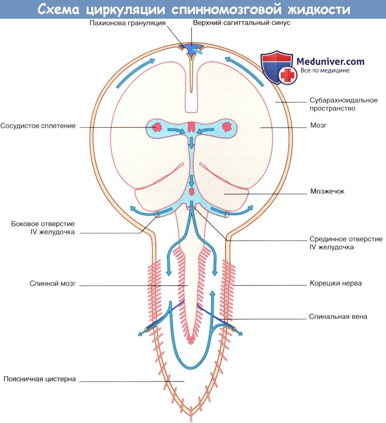 Схема циркуляции спинномозговой жидкости