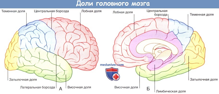 Доли головного мозга