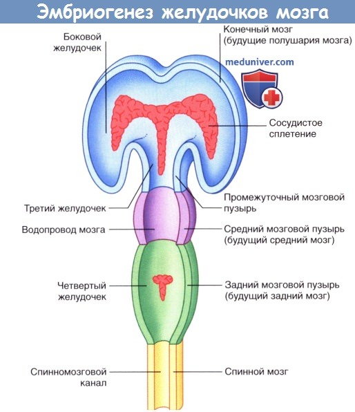 Эмбриогенез желудочков мозга