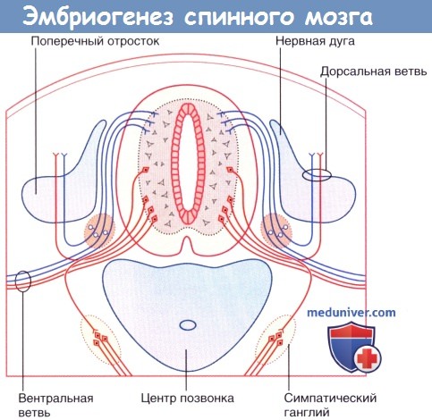 Эмбриогенез спинного мозга