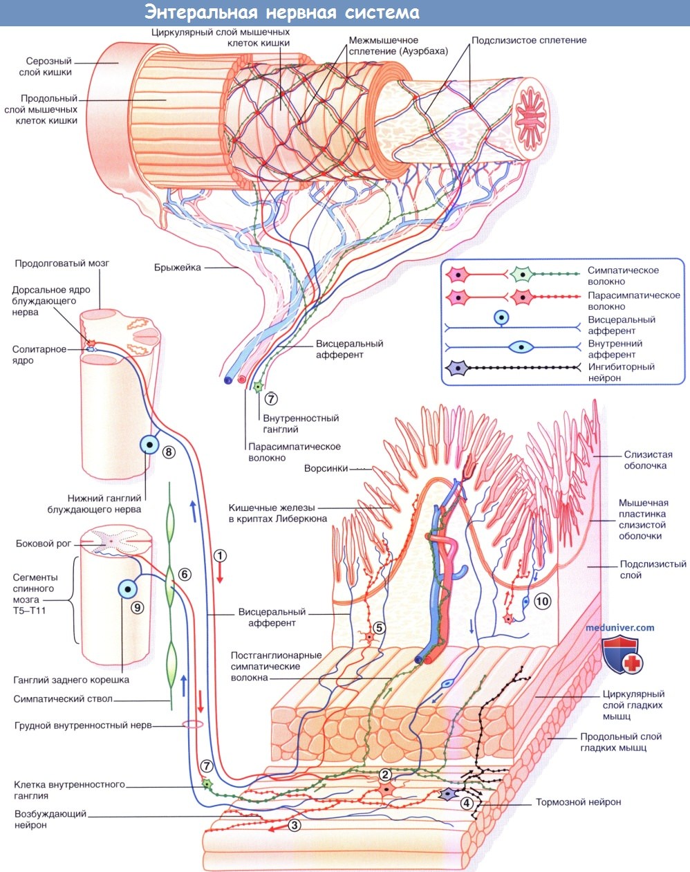 Энтеральная нервная система - нервная система кишечника