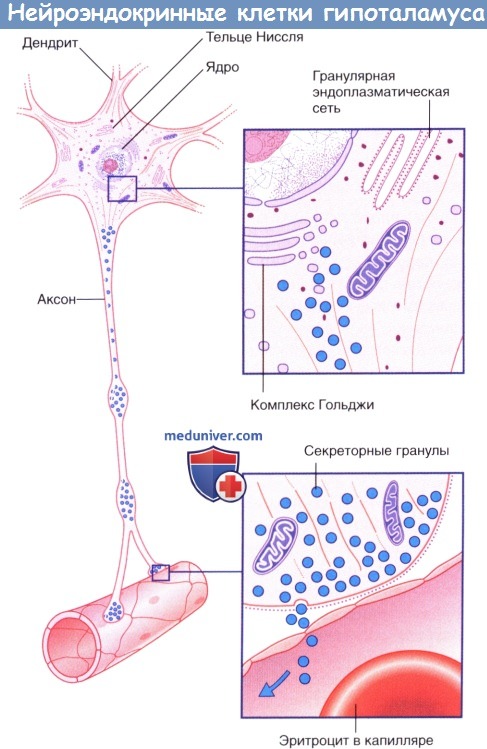 Нейроэндокринные клетки гипоталамуса