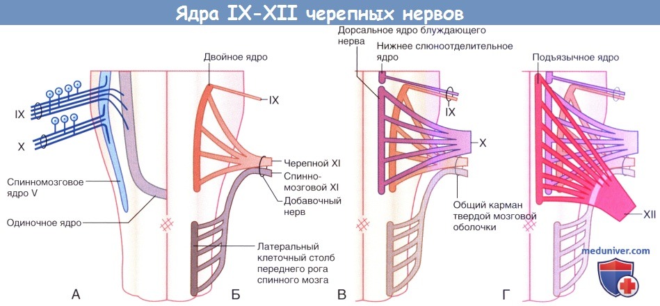 Ядра IX-XII черепных нервов