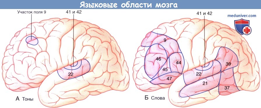 Языковые области мозга