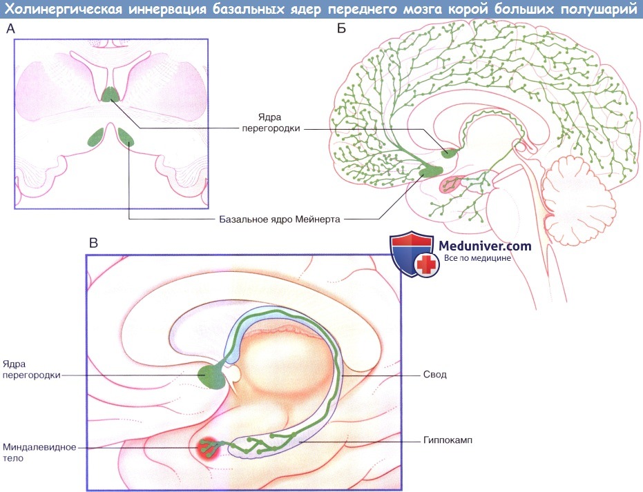 Холинергическая иннервация ядер переднего мозга корой больших полушарий
