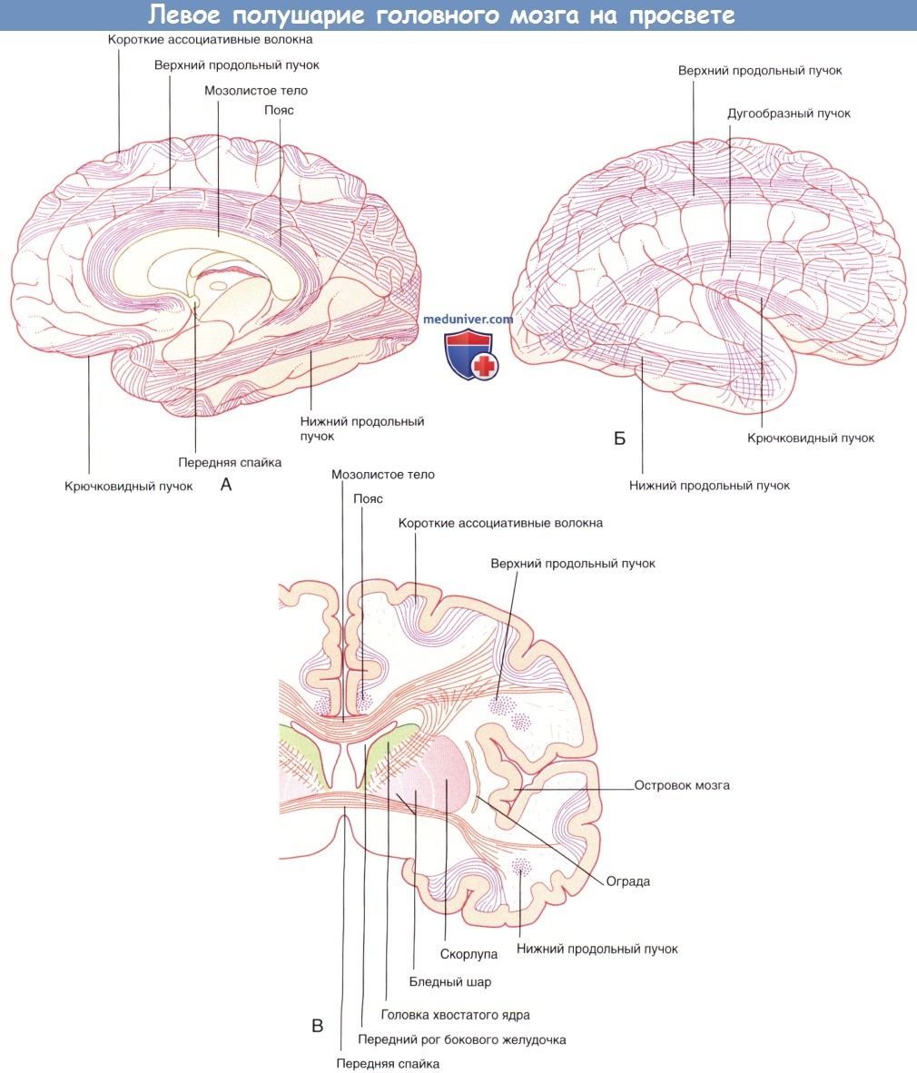 Левое полушарие головного мозга