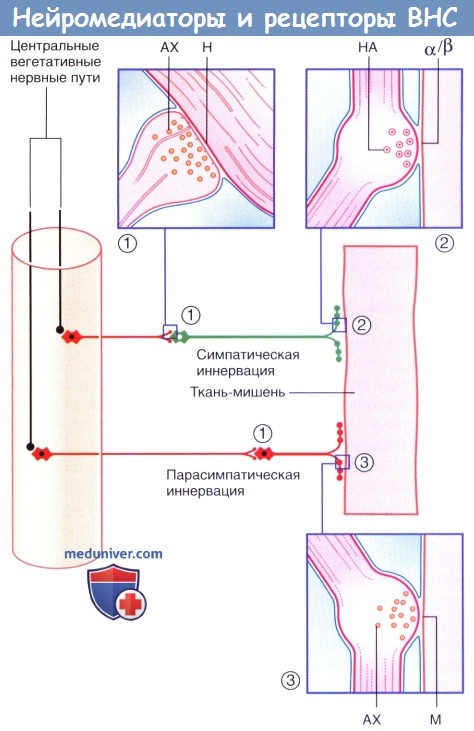 Нейромедиаторы и рецепторы вегетативной нервной системы (ВНС)