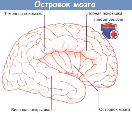 Островок головного мозга