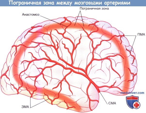 Пограничная зона между мозговыми артериями