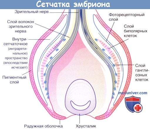 Сетчатка эмбриона