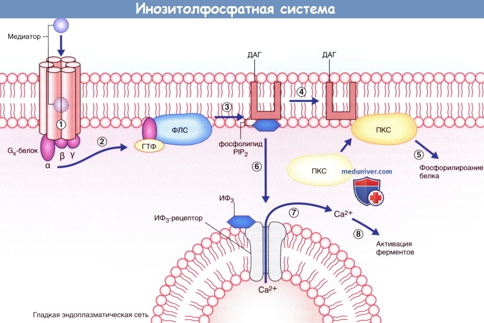 Инозитолфосфатная система в химическом синапсе
