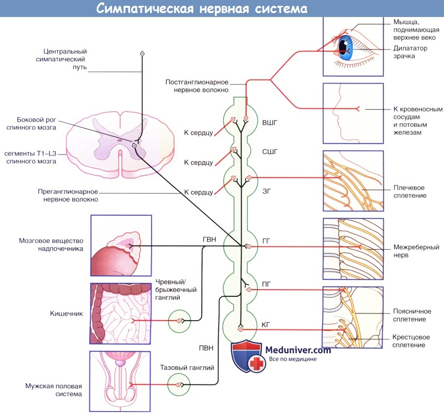 Сипатическая нервная система