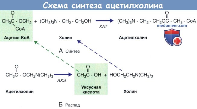 Схема синтеза ацетилхолина