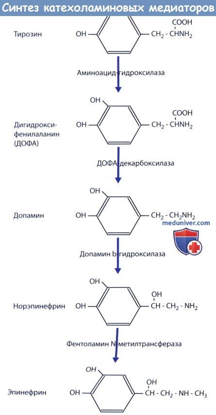 Синтез катехоламиновых медиаторов - дофамина, адреналина, норадреналина