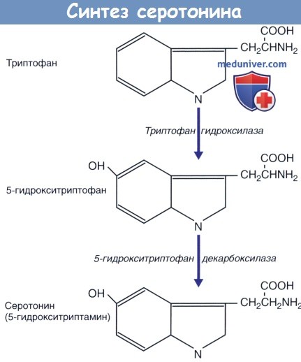 Схема синтеза серотонина из триптофана